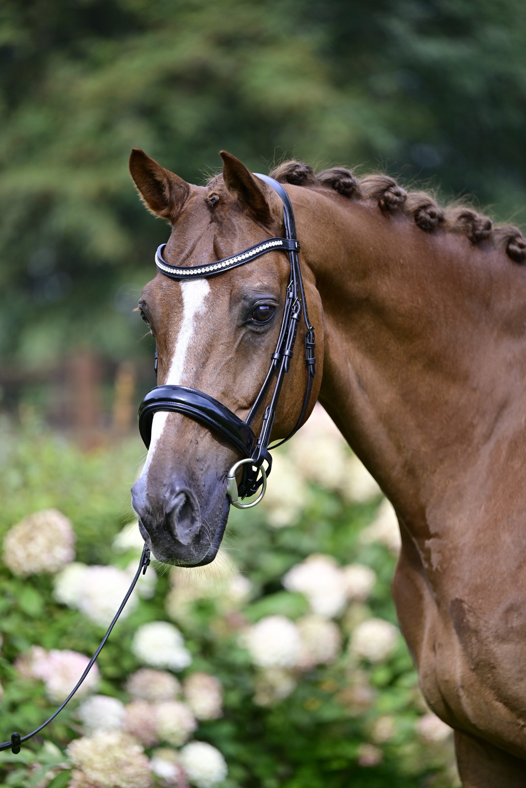 Main horse image