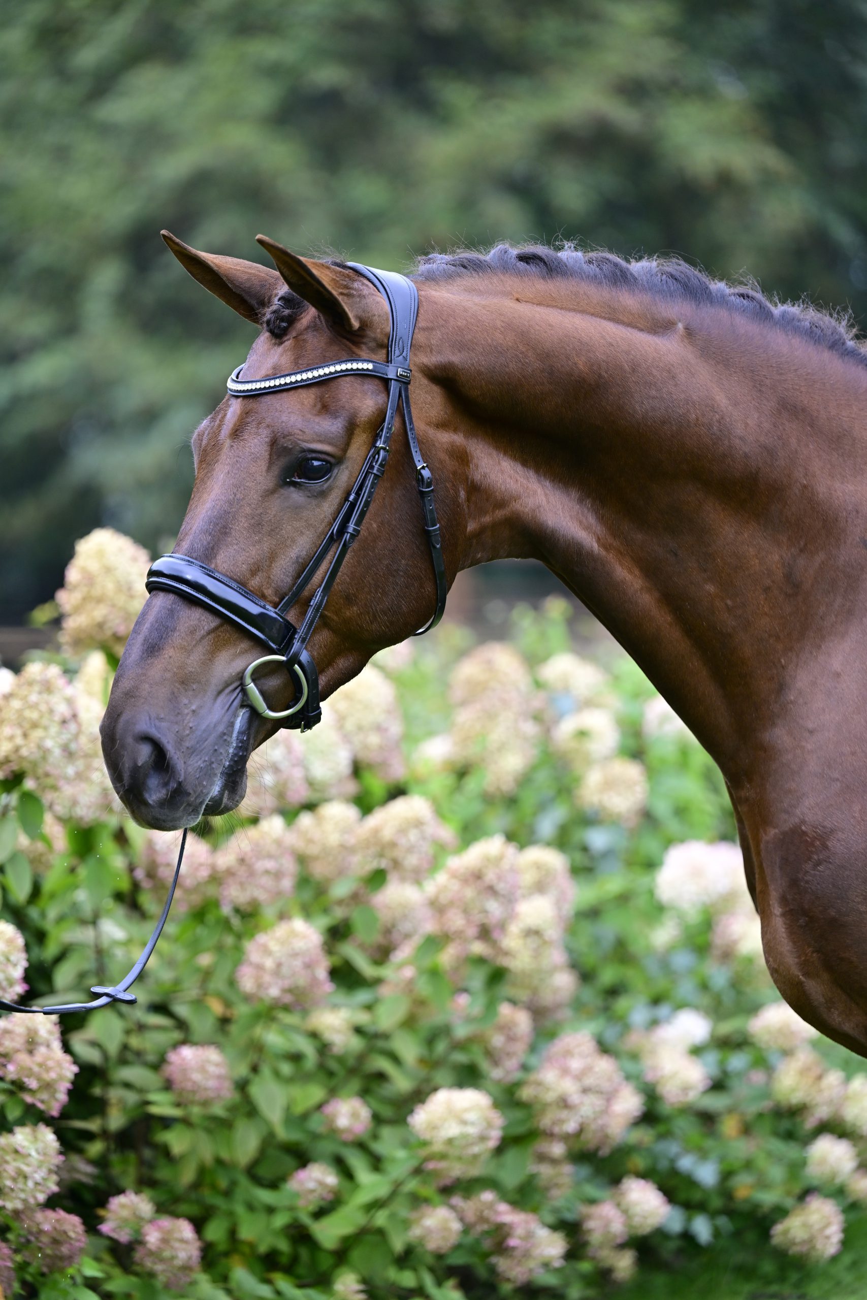 Main horse image
