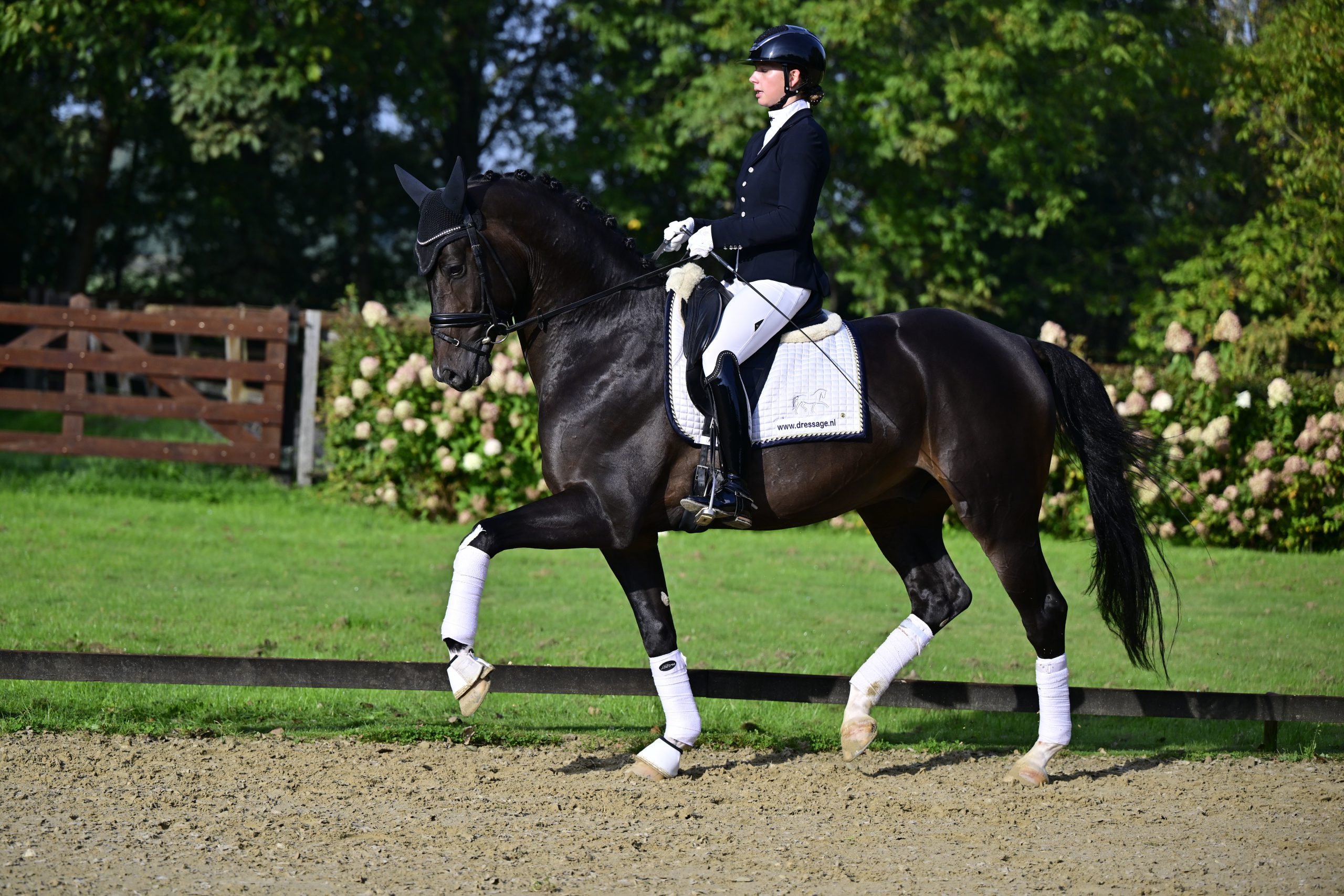 Horse image